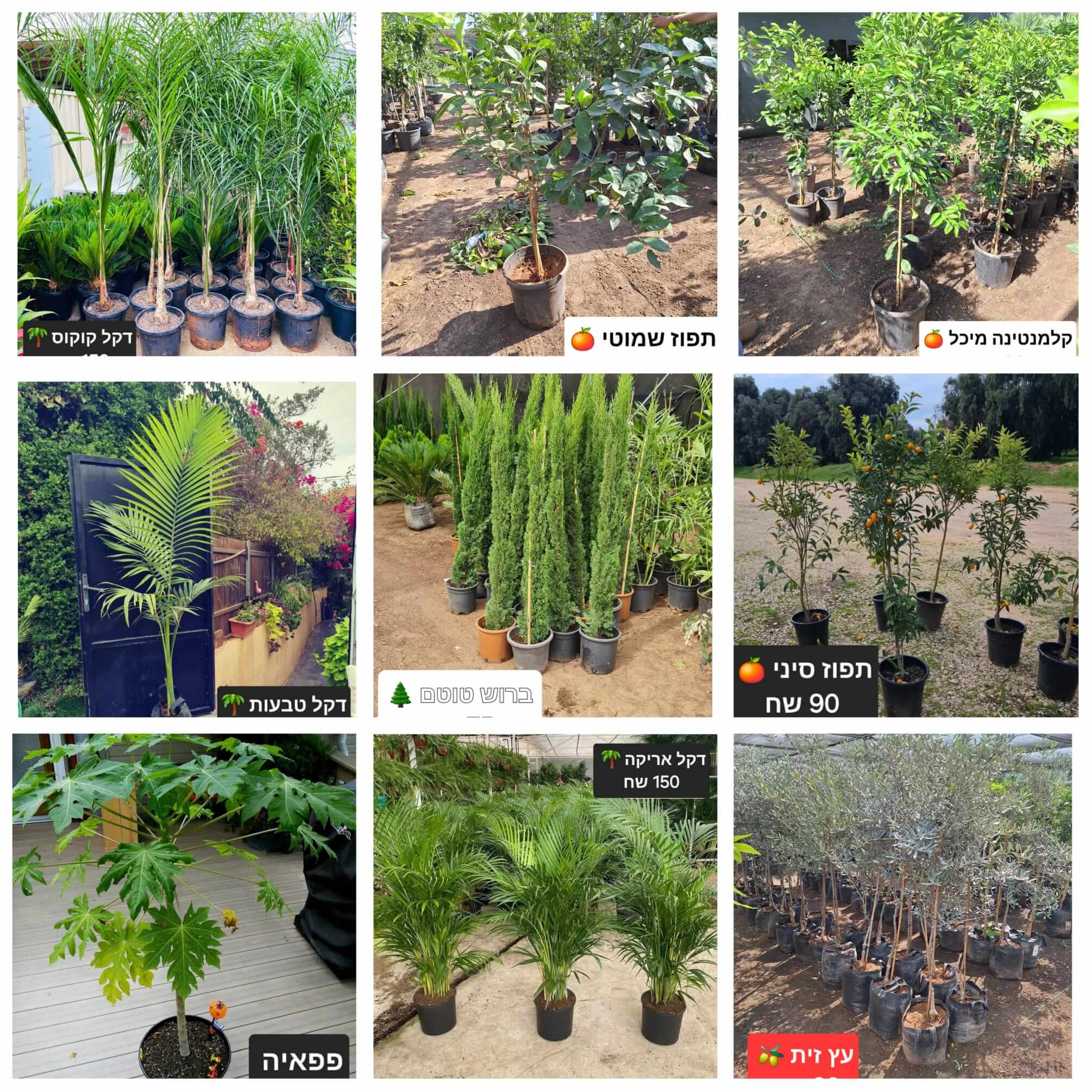 קטלוג צמחים